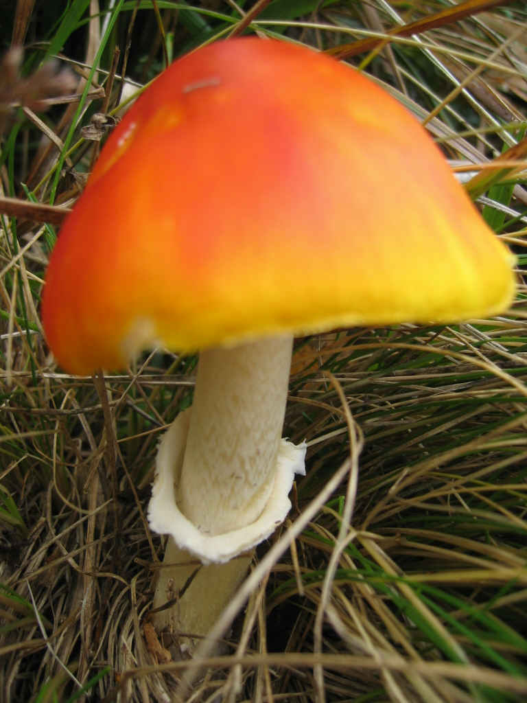 Amanita interessante